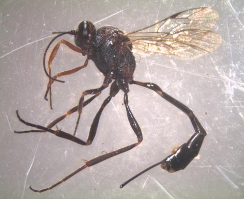 Réf. 316 914 : Anomalon cruentatum